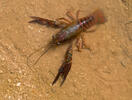 Procambarus clarkii