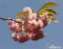 Prunus serrulata