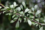 Prunus spinosa