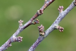 Prunus spinosa