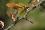 Prunus spinosa