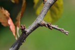 Prunus spinosa