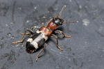 Przekrasek mróweczka
