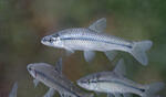 Pseudorasbora parva