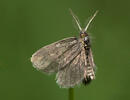 Psychidae sp.