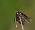 Psychidae sp.