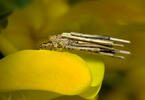 Psychidae sp.