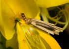 Psychidae sp.