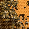 Pszczoła miodna