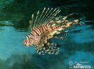 Pterois volitans