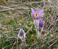 Pulsatilla grandis