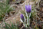 Pulsatilla grandis