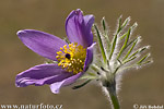 Pulsatilla grandis