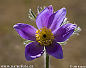 Pulsatilla grandis