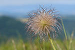 Pulsatilla pratensis subsp. bohemica