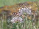 Pulsatilla pratensis subsp. bohemica