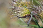 Pulsatilla pratensis subsp. bohemica