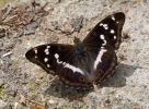 Purple Emperor