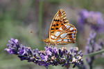 Queen of Spain Fritillary