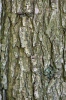 Quercus petraea