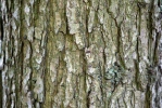 Quercus petraea