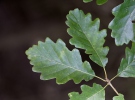 Quercus petraea