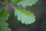 Quercus petraea