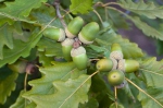 Quercus petraea