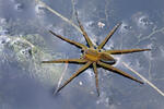 Raft Spider