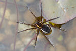 Raft Spider