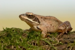 Rana dalmatina