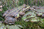 rana ibrida dei fossi