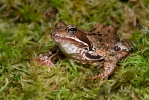 Rana temporaria