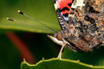 Red Admiral