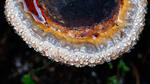 Red Banded Polypore