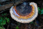 Red Banded Polypore