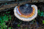 Red Banded Polypore