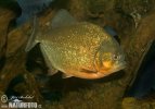 Red Bellied Piranha