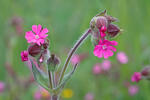 Red campion