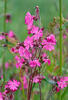 Red campion