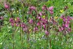 Red campion