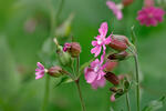 Red campion