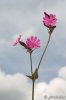 Red Campion