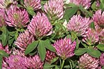 Red Clover