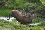 Red Deer