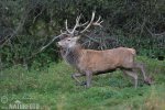 Red Deer