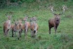 Red Deer