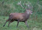 Red Deer