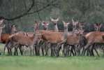 Red Deer