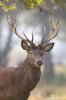 Red Deer